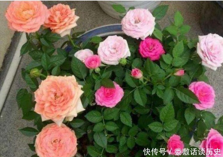 随便■春天“4种花”随便养，长得快开花多，阳台养成“小花园”！