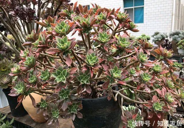 「夏季高温和」多肉怎么晒太阳,中午以后才能晒到太阳的地方好养多肉吗?