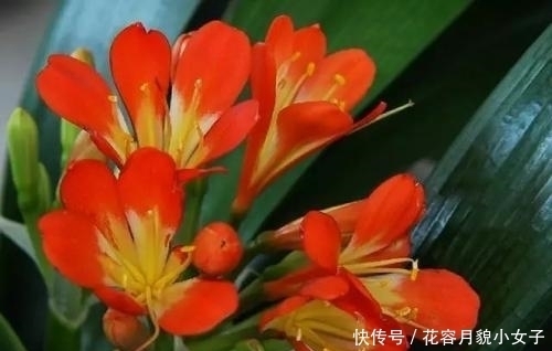 万能|什么腐叶土都不如这种土,它才是养花的万能土,养啥都旺盛