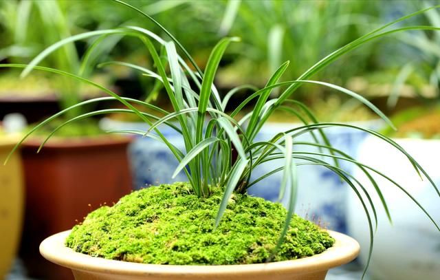  『兰花的浇水』兰花上盆几天浇一次水好？兰花浇水不是按天数，水过地皮湿是精髓