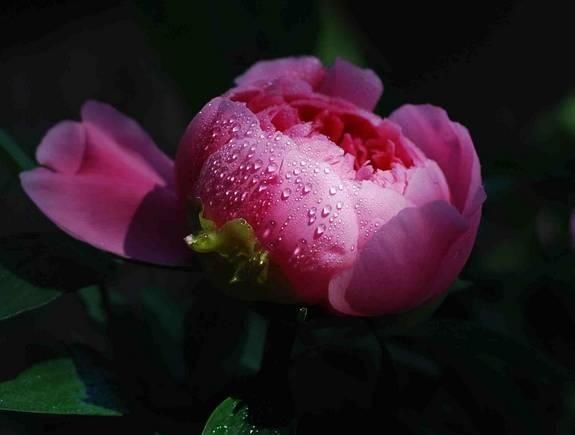 【花中】中国10大名花,哪个是你的最爱?