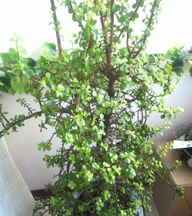  大神■马齿苋树盆栽不好看？只怪你不会养，大神的作品，赶上你半年工资