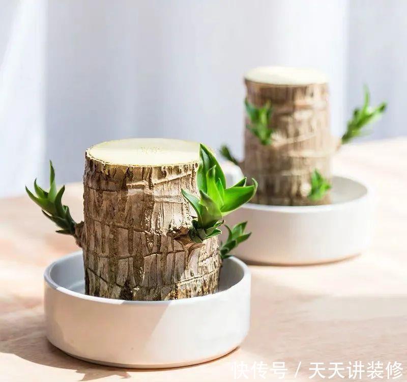  「适合」适合在办公室养的五种绿植，清雅别致，还能清新空气，呵护健康