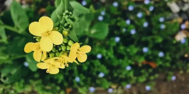 “最美乡村”的称号的婺源花开得美爆了！