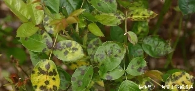 病虫|没想到月季是药罐子,几天没药就长满虫子