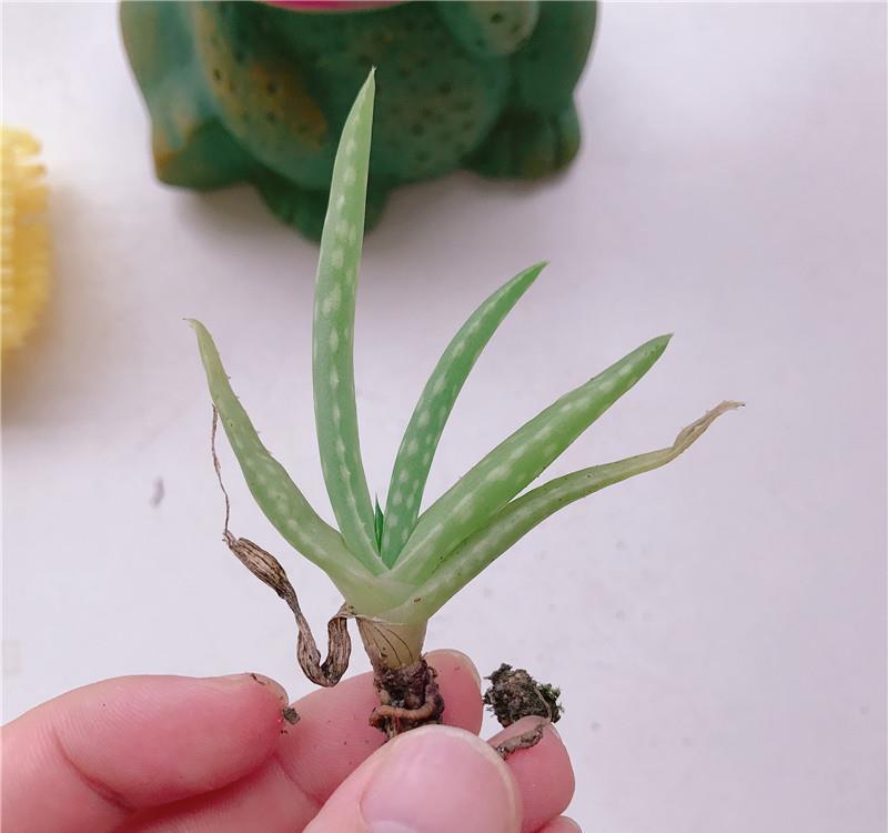 『学学』小小芦荟苗,家庭“万能药”,学学扦插细节,自己养一盆!