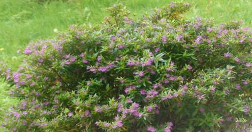  平时|这种花家家都有，只要注意这一点，四季都开花，“一茬”接“一茬”！