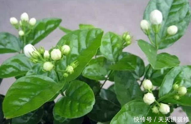  阳光|家里养4种花，不能缺少阳光，光照越充足开花越多，花色更鲜艳