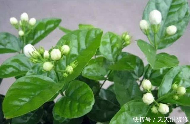 阳光|家里养4种花,不能缺少阳光,光照越充足开花越多,花色更鲜艳