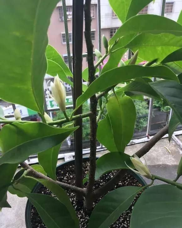  观赏价值：养花就养这几种，又香又杀菌！养几盆家人少生病！