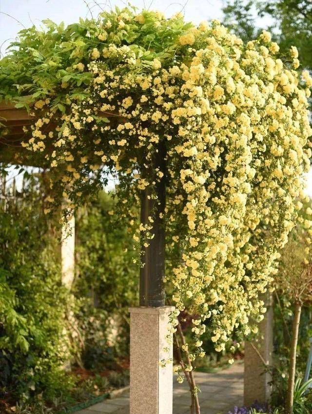 「黄木香」这花真香!种一棵树爬满整个院墙!芬芳的花朵,幸福的味道!