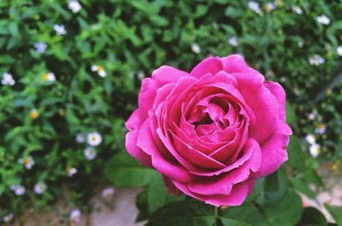  玫瑰■喜欢玫瑰，不如养盆“优良荷花”翠云，花姿卓越，开花爆盆好养活