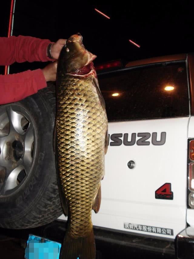 「伏龙水库」我是如何钓获这条23斤的大鲤鱼？圆滚滚的像小猪，破了我的记录