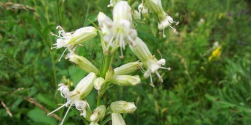  「不留」10年前卖到100元一斤，如今12元一斤，农民：今年种子不