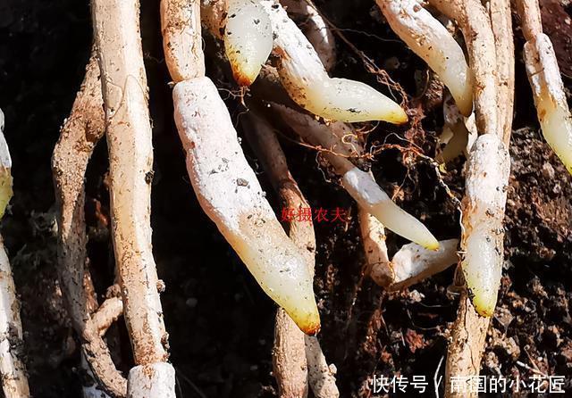  【阳光照射】兰花种植不服盆？原因就是这4条，实用技巧告诉你