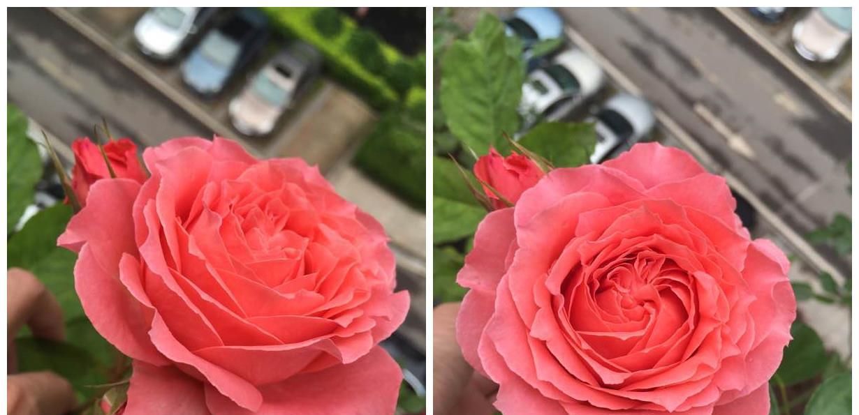  芳香■此盆栽花期超长，四季有花开，漂亮又芳香，好养易成活，值得拥有