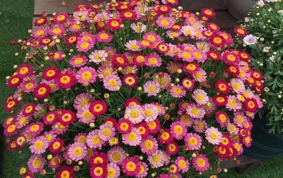  [季开花]这几种花：花朵大、颜色美，一养就上瘾，现在上盆正当时！