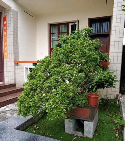  [花香]1种花能养50年，叶子油亮，开花勤，花香扑鼻！