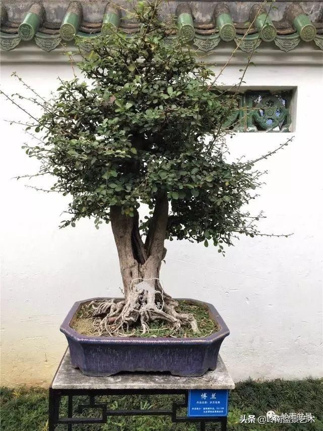  「作品」有年功的盆景，品相好，价值高！