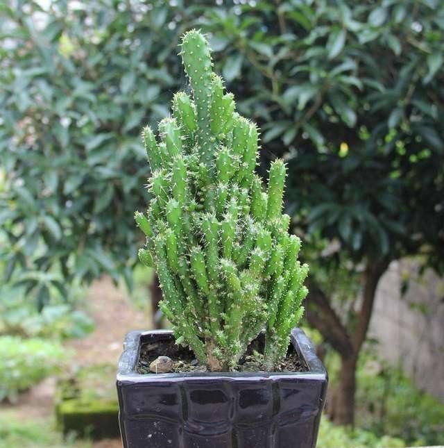  『家里』3种长得丑的植物，很多人嫌弃，但聪明人会养，难怪越来越健康！