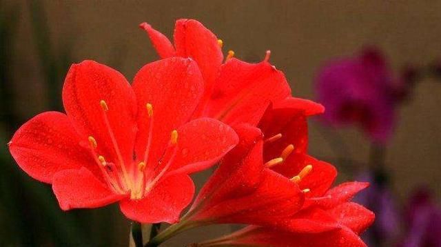  『记住』养好朱顶红，这些要点要记住，开花多又漂亮