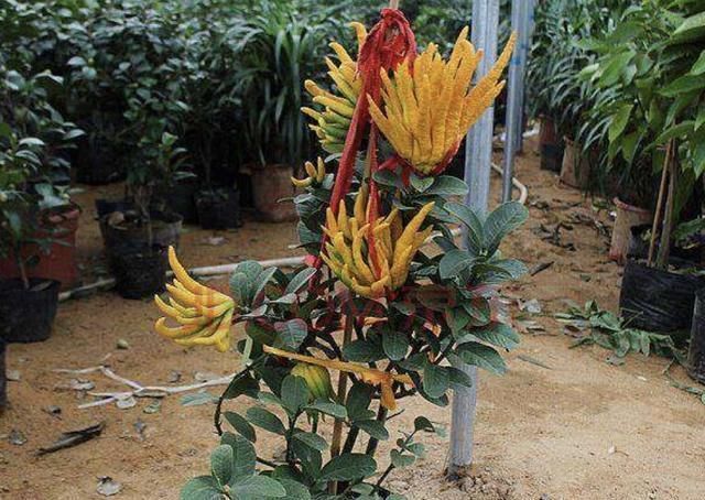 『手掌』1种观果植物很美,果子像黄色的“手掌”,人称“佛手”,可以养