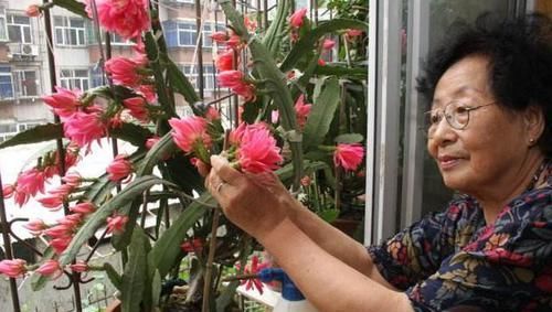  「欣赏价值」王奶奶爱养花，她的2盆兰花，香味清新迷人，曾经价格高如今亲民