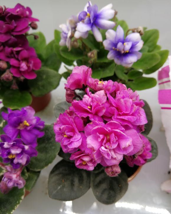  『爆花』非洲堇全年开花，典型“爆花”品种，想要开花多，这2点是关键