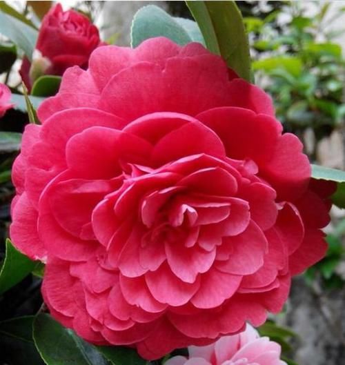  #重瓣牵牛花#庭院选这几款花，花姿妖娆，盛开时繁花似锦，花色美轮美奂