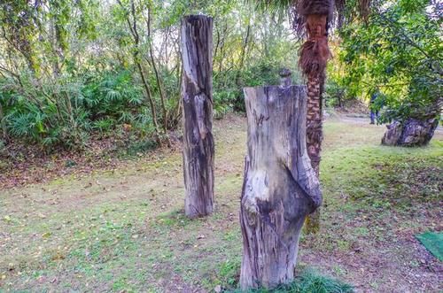 这里遍地都是硅化木化石，还有满坡的恐龙蛋却没有人去挖