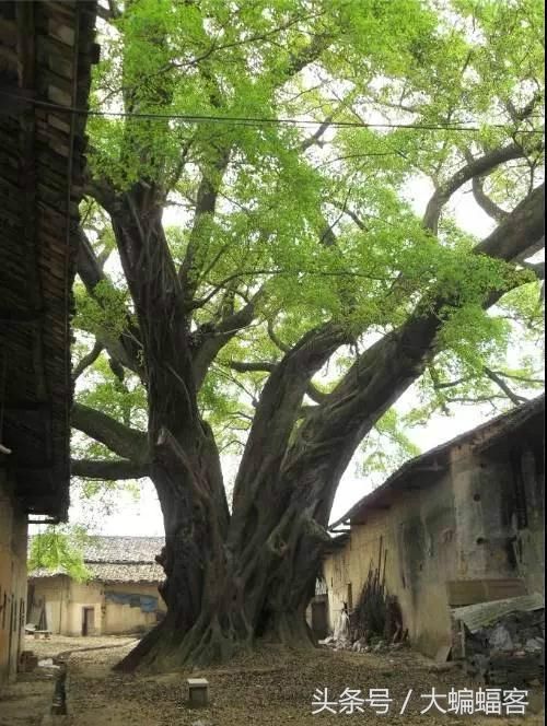 “江南第一村”蒋经国亲笔提名的村庄