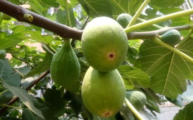 『昆虫』这种果树极易种植,当年结果,果味清香,生津止渴,老少皆宜