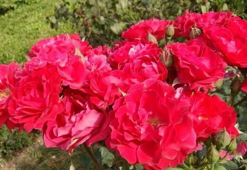 #艳丽#养护花卉掌握方法，花色艳丽，花朵硕大，花量大，开花花期长