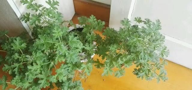 「有大」家里养3种花草,有大作用,既能观赏,驱蚊效果还非常好