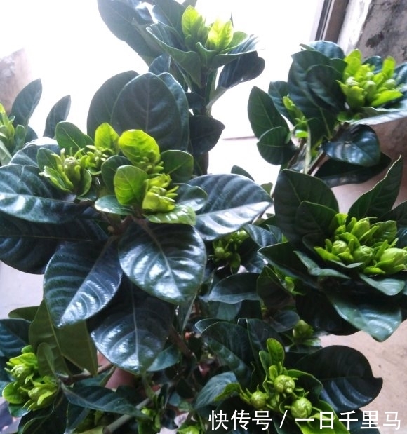  『顺利』北方养栀子花，需要多花心思，满足“2个度”，保障顺利开花