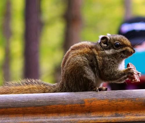最美的情话不是要和你慢慢变老，而是我要带你去一次稻城亚丁