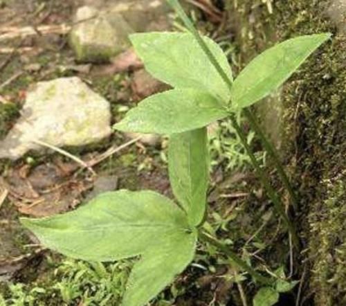  『杂草』在农村、山坡下，1种“杂草”不多见，被称为“半夏”，值钱！