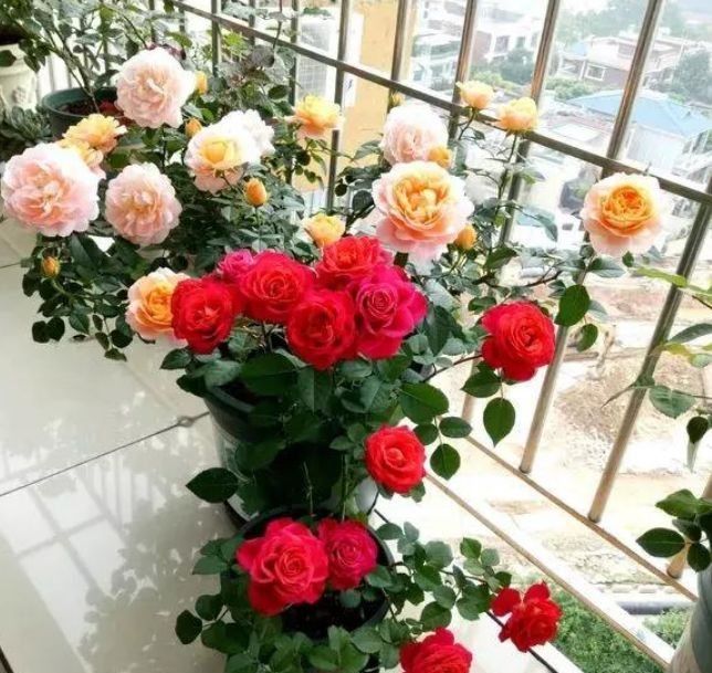  「满满」养花别怕麻烦,这几种花好养易爆盆,不用管都能长满满一盆!