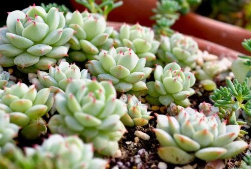  『光照』喜欢养菊花，不如养护7种多肉植物，往阳台上一放就能爆盆