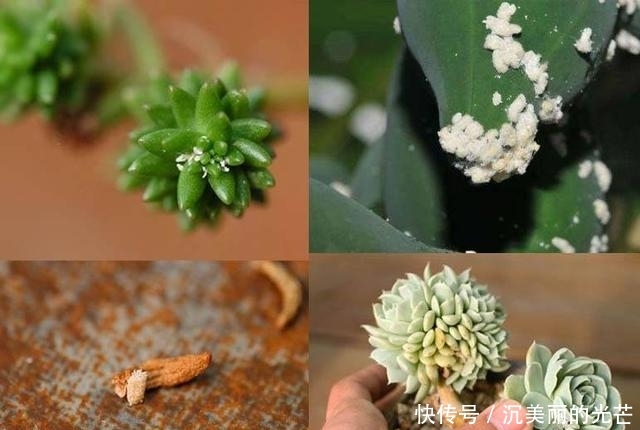  「密密麻麻」多肉生了蚧壳虫？密密麻麻头皮疼，用这2个小方法，一次杀除干净