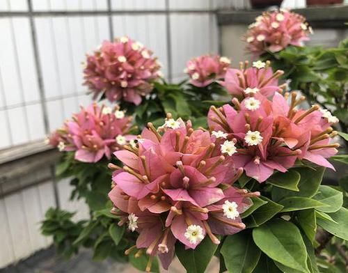  『三角梅』养三角梅不开花，满足它2个“要求”，一年开三四次没问题