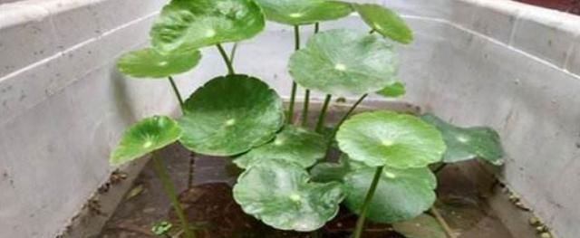  旺盛：养铜钱草，扔点这种“土”，水土相结合，盆盆绿油油、更旺盛！