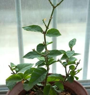  夏季■趁着高温，学会压条繁殖茉莉，可适用于多种植物，1盆变10盆