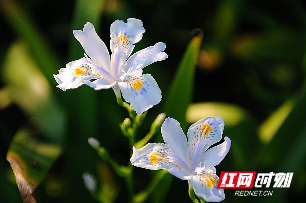  春天■组图丨立夏将至，还记得这一朵朵绚烂了整个春天的花吗