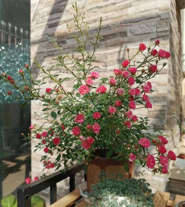 「花朵」阳台变花园,就养这些花卉,花开清新高雅,花朵一簇一簇,美爆了