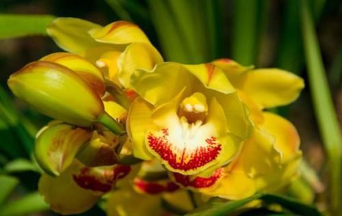  『机器』喜欢三角梅，不如养盆“开花机器”柠檬黄三角梅，开花优雅醉人