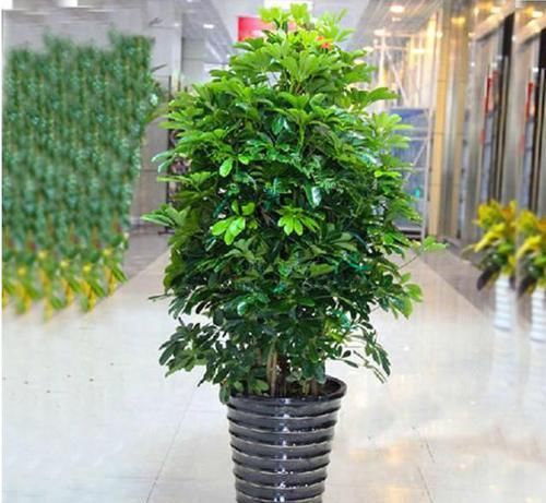  [赚头]养花真有讲究，这“2种”植物，样貌丑也要养，镇宅旺运有赚头
