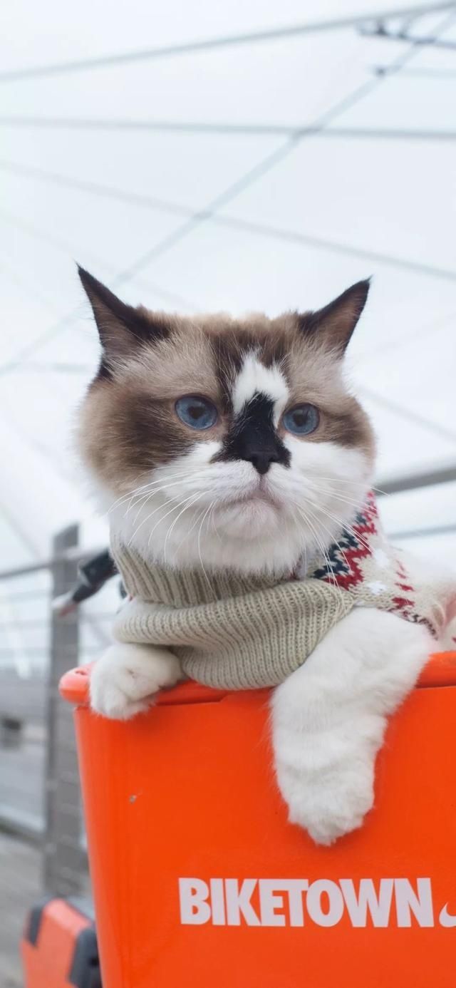  『星球』80张超可爱的猫咪壁纸丨我来自喵星球，来地球只是为了遇见你