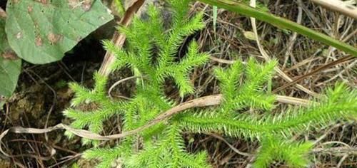 舒筋活络:农村路边一种野草“伸筋草”,老人舒筋活络全靠它,你认识吗