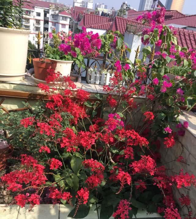  #耐寒#此木本植物插枝就能活，花期超长又耐寒，花开“红红火火”很喜庆！